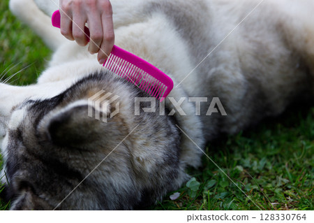 A Person Using a Bright Pink Comb to Groom a Relaxed Dog on a Lush Green Lawn, Illustrating the Importance of Pet Care and Bonding Moments with Your Furry Friend. 128330764