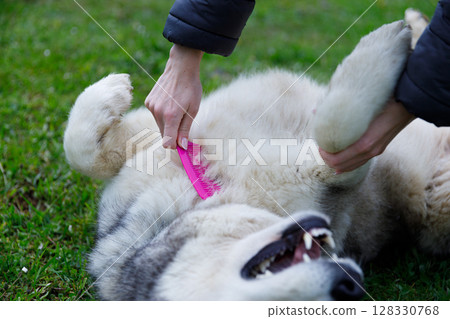Caring for a Happy Dog: A Beautiful Moment of Grooming on a Sunny Day in the Park with Lush Green Grass Underneath the Bright Sky Caring for a Happy Dog: A Beautiful Moment of Grooming on a Sunny Day in the Park with Lush Green Grass Underneath the Bright Sky 128330768