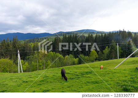 Scenic Landscape Featuring Grazing Livestock Against a Backdrop of Lush Green Mountains and Trees, Capturing the Essence of Rural Tranquility and Nature's Beauty Scenic Landscape Featuring Grazing Livestock Against a Backdrop of Lush Green Mountains and Trees, Capturing the Essence of Rural Tranquility and Nature's Beauty 128330777