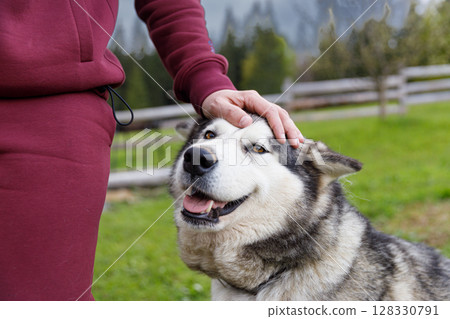 A Joyous Moment Between a Person and a Happy Dog in a Scenic Outdoor Setting, Capturing the Love and Bond of Pet Ownership Surrounded by Lush Nature and Greenery 128330791