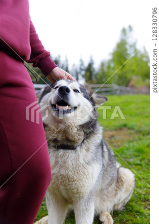 A joyful interaction between a person and a beautiful husky dog in a green outdoor setting, showcasing the bond between humans and their furry friends surrounded by nature. 128330796