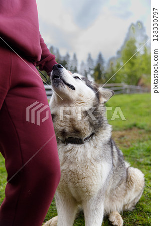 A Loving Interaction Between a Person and Their Alaskan Malamute Dog Amidst a Scenic Natural Setting with Lush Greenery and a Cloudy Sky in the Background 128330797