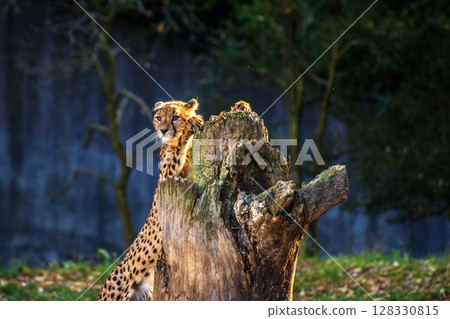 Baby cheetah playing on a tree stump Baby cheetah playing on a tree stump 128330815