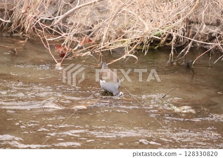 A coot feeding in the water A coot feeding in the water 128330820