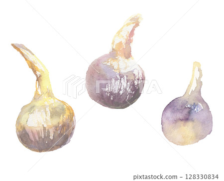 Watercolor illustration of arrowhead - auspicious sprouting Kyoto vegetable Watercolor illustration of arrowhead - auspicious sprouting Kyoto vegetable 128330834