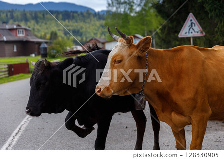 Two Cows Crossing a Quiet Country Road Surrounded by Lush Greenery on a Calm Day with Scenic Background of Mountains and a Rural Setting Two Cows Crossing a Quiet Country Road Surrounded by Lush Greenery on a Calm Day with Scenic Background of Mountains and a Rural Setting 128330905