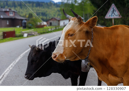 Two Cows Sitting by the Roadside in a Rural Setting Surrounded by Nature, Adding Charm and Rustic Vibes for a Peaceful Countryside Scene Two Cows Sitting by the Roadside in a Rural Setting Surrounded by Nature, Adding Charm and Rustic Vibes for a Peaceful Countryside Scene 128330907