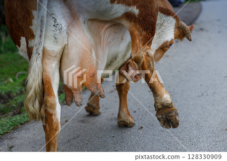 A Close-Up Image of a Cow's Udder in a Rural Setting, Showing Its Unique Features and Textures, Perfect for Understanding Farm Life and Animal Husbandry Practices. A Close-Up Image of a Cow's Udder in a Rural Setting, Showing Its Unique Features and Textures, Perfect for Understanding Farm Life and Animal Husbandry Practices. 128330909