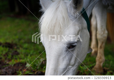 A Close-Up Image of a Majestic White Horse Grazing Peacefully in a Verdant Meadow, Capturing Its Graceful Features and Soft, Fluffy Mane Under Soft Natural Lighting A Close-Up Image of a Majestic White Horse Grazing Peacefully in a Verdant Meadow, Capturing Its Graceful Features and Soft, Fluffy Mane Under Soft Natural Lighting 128330913