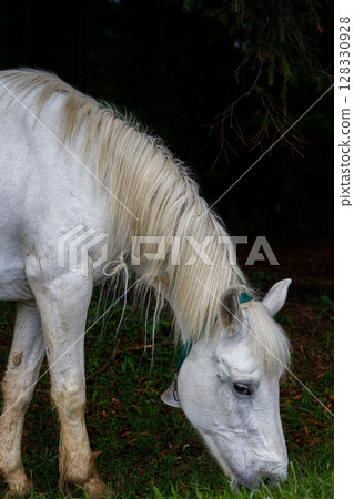 A Majestic White Horse Grazing in the Lush Greenery Under the Shade of Tall Trees, Representing the Beauty of Nature and Serenity in the Forest Environment A Majestic White Horse Grazing in the Lush Greenery Under the Shade of Tall Trees, Representing the Beauty of Nature and Serenity in the Forest Environment 128330928
