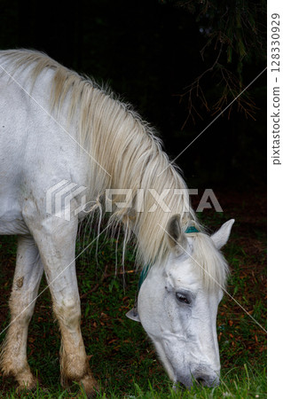 A Majestic White Horse Grazing Peacefully in a Lush Green Field Surrounded by Dark Greenery Showcasing Nature's Beauty and Serenity in Its Purest Form 128330929