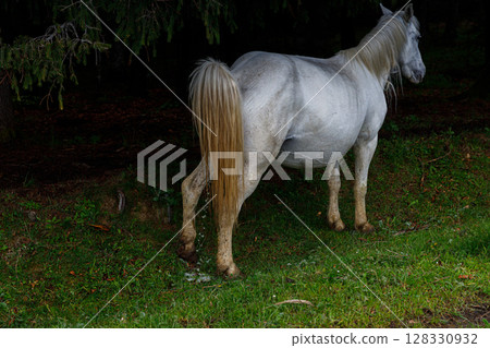 Majestic White Horse Standing Gracefully Amidst Lush Greenery in a Forest Setting, Exuding Natural Beauty and Tranquility in the Dappled Forest Light 128330932