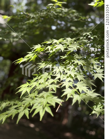 發光在光的年輕人葉子新鮮的葉子 發光在光的年輕人葉子新鮮的葉子 128331034