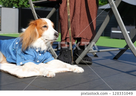 A dog's lead gets stepped on while eating at a dog cafe 128331049