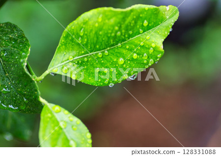 Spring in my garden Spring in my garden 128331088