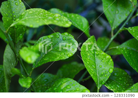 Spring in my garden 128331090