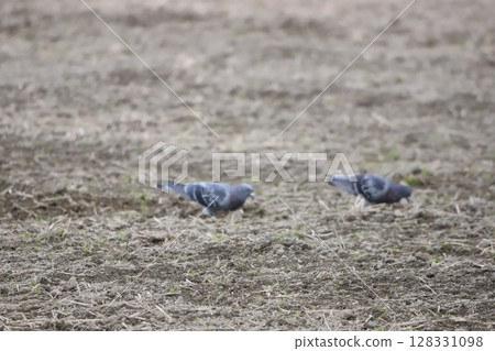 Pigeons feeding in the rice fields 128331098