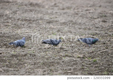 鴿子在稻田裡覓食 128331099