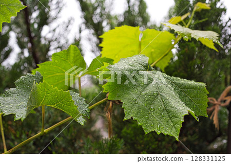 Spring in my garden 128331125