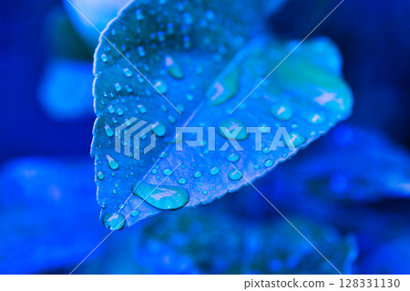 Spring in my garden Spring in my garden 128331130