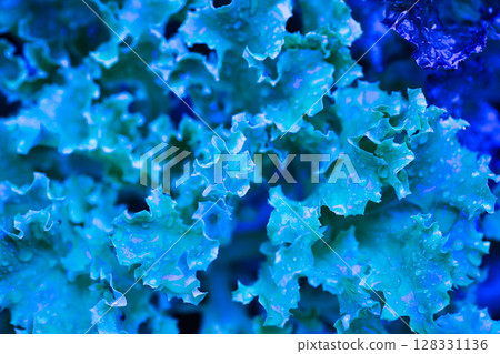 我花園裡的春天 128331136