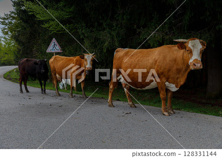 Cows Grazing Along a Country Road Amidst Lush Greenery and Traffic Sign Warning of Animals on the Loose for Drivers' Safety 128331144