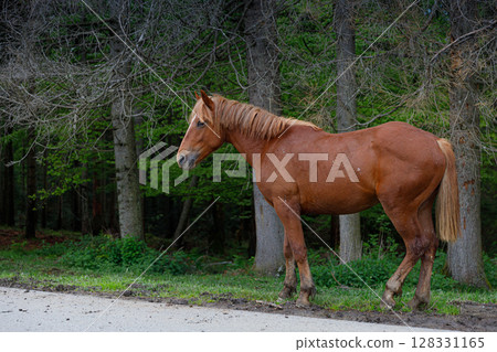 A Majestic Brown Horse Standing Gracefully Near the Forest's Edge, Surrounded by Lush Greenery and Tall Trees, Capturing the Beauty of Nature in a Serene Environment 128331165