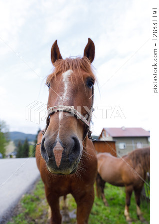 A Beautiful Brown Horse Stands Majestically Near the Roadside, Showcasing Its Elegant Features Against a Blue Sky with Soft Clouds and Lush Green Grass in the Background. 128331191
