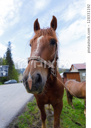 Majestic Brown Horse Captured Up Close with Beautiful Clear Sky and Nature in the Background, Perfect for Horse Lovers and Animal Enthusiasts to Appreciate the Beauty of Horses 128331192