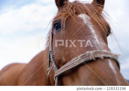 Close-up of a Beautiful Brown Horse with a Long Mane and Harness Against a Dramatic Sky Filled with Soft Clouds in the Background, Capturing the Essence of Nature and Animal Spirit Close-up of a Beautiful Brown Horse with a Long Mane and Harness Against a Dramatic Sky Filled with Soft Clouds in the Background, Capturing the Essence of Nature and Animal Spirit 128331196