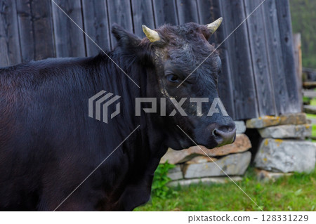 A Beautiful Black Cow Gracefully Poses Near A Rustic Wooden Barn Surrounded By Lush Green Grass and Stone Featuring A Peaceful Farm Environment 128331229