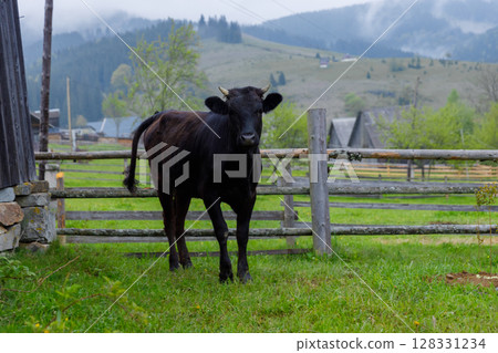 A Serene Scene Featuring a Black Cow Grazing in a Pastoral Landscape Surrounded by Scenic Mountains and Lush Greenery Undersoft Cloudy Skies 128331234
