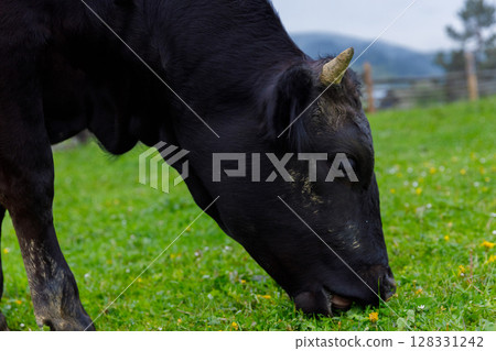 Close-Up of a Black Cow Grazing on Lush Green Grass in a Picturesque Pasture with Rolling Hills and Flowering Plants in the Background 128331242