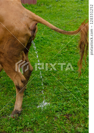 A Cow in a Pasture: Nature's Cycle of Life Captured in Motion with an Emphasis on Natural Behavior and Grazing Activities of Farm Animals 128331252