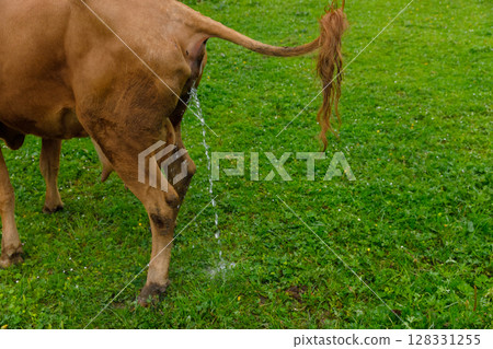 A Close-Up View of a Cow in the Pasture, Capturing the Natural Moment of a Cow Urinating on the Grass in a Beautiful Green Landscape Under Soft Daylight A Close-Up View of a Cow in the Pasture, Capturing the Natural Moment of a Cow Urinating on the Grass in a Beautiful Green Landscape Under Soft Daylight 128331255