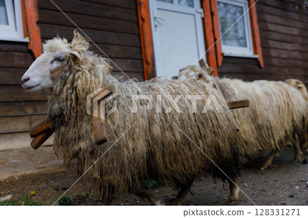 A Close-Up View of Sheep Grazing Near a Wooden House in Rural Area, Showcasing Their Unique Woolly Texture and Characteristic Features 128331271