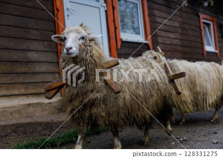 A Unique Encounter with Sheep Carrying Wooden Tools in Front of a Rustic Wooden House, Emphasizing Traditional Farming Practices and Rural Life 128331275