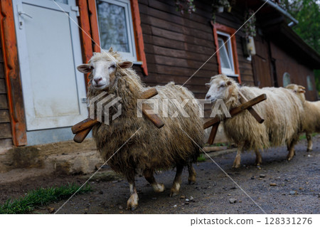 Sheep with Rustic Walking Sticks Near Wooden Cottage: A Charming Rural Scene Capturing Serene Livestock Journeying Towards Home 128331276
