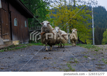 A Charming Scene of Sheep and Rustic Farm Life in Vibrant Countryside with Lush Greenery and a Cozy Wooden Structure in the Background Capturing the Essence of Nature's Beauty A Charming Scene of Sheep and Rustic Farm Life in Vibrant Countryside with Lush Greenery and a Cozy Wooden Structure in the Background Capturing the Essence of Nature's Beauty 128331277