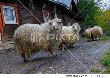 A Group of Adorable Sheep Grazing Near a Cozy Wooden House in a Serene Country Setting Surrounded by Lush Greenery and Creating a Picturesque Rural Scene in the Early Morning Light 128331285