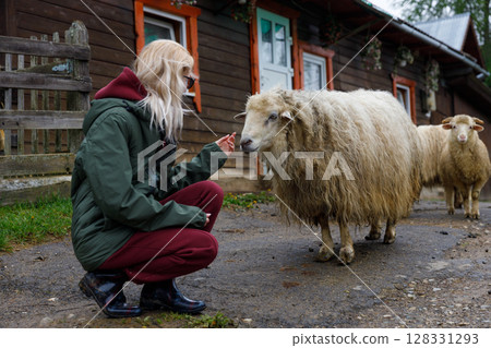 A Person Interacting with Sheep on a Farm in a Rustic Setting, Highlighting the Connection Between Humans and Animals 128331293