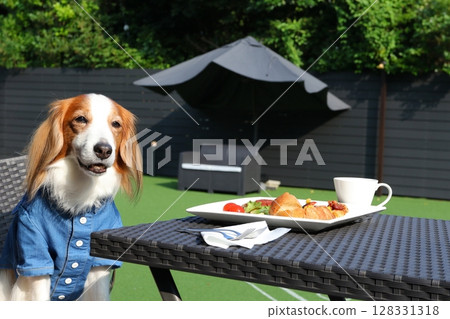 Enjoy a garden lunch with a smiling dog 128331318