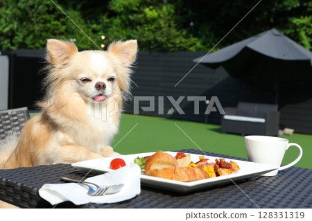 Enjoy a relaxing lunch on the terrace with your Chihuahua 128331319