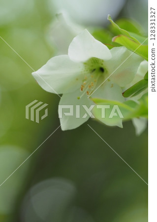 白色杜鵑花的特寫鏡頭 128331327