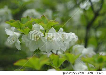 白色白潮花 128331328