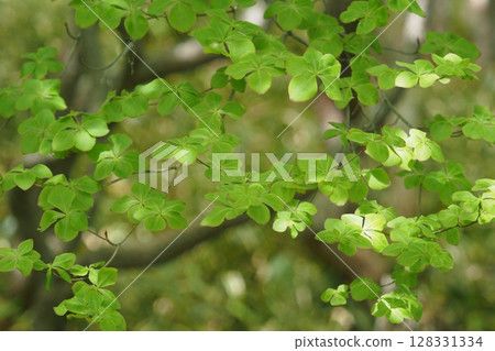 Leaves of Goyotsutsuji azalea and sunlight filtering through the trees 128331334