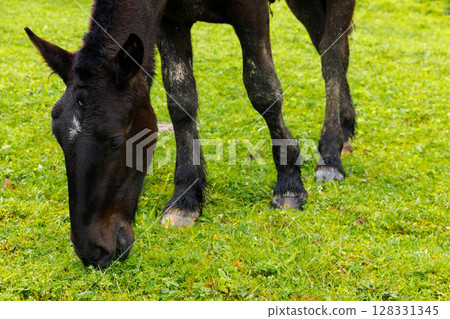 A Close-up of a Grazing Horse in a Green Field: Captivating Landscape and Natural Beauty Captured in a Moment of Pasture Bliss and Tranquility 128331345