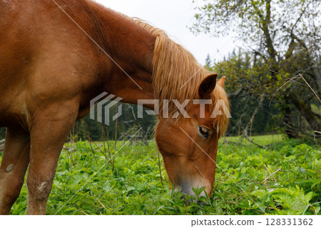 A Close-Up View of a Beautiful Brown Horse Grazing in Lush Green Grass Surrounded by Nature and Trees Under a Cloudy Sky on an Overcast Day in the Countryside 128331362
