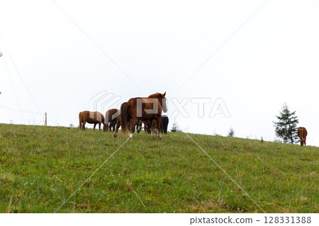 A Group of Horses Grazing in a Lush Green Pasture Under a Cloudy Sky, Showcasing the Beauty of Nature and Harmony in Rural Landscapes with Graceful Animals 128331388
