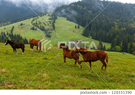 Majestic Horses Roaming Freely in Lush Green Meadow with Rolling Hills and Pine Forest in Background on a Misty Day 128331390